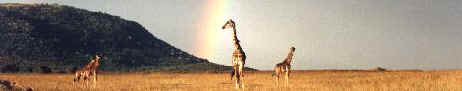 giraffe.jpg (9360 byte)