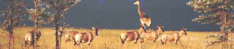 masaimara.JPG (10405 byte)